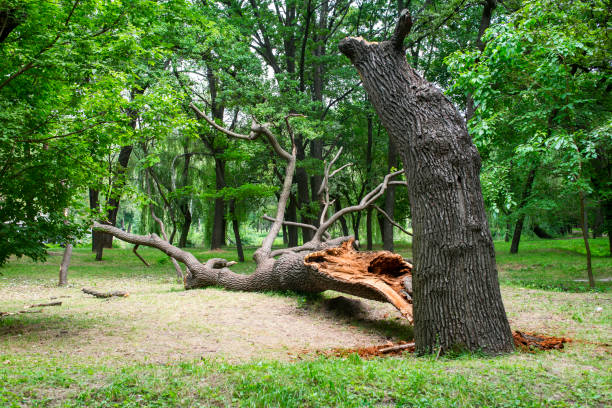 Best Pest Control for Lawns  in Dorothy, NJ